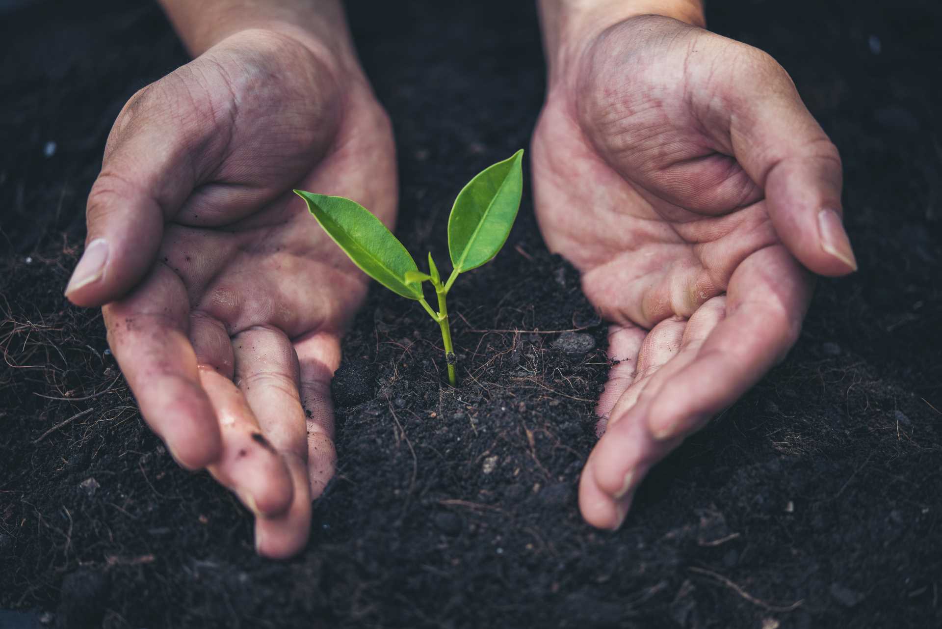 duas mãos segurando e cuidando de uma planta verde jovem 